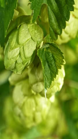 Slow Motion Detail of Hops Cones Gently Moving in the Wind. Ready to Crop Concept with Copy Space for Logo or Text Placement. Filmed on High Speed Cinema Camera. Vertical Aspect Ratio.