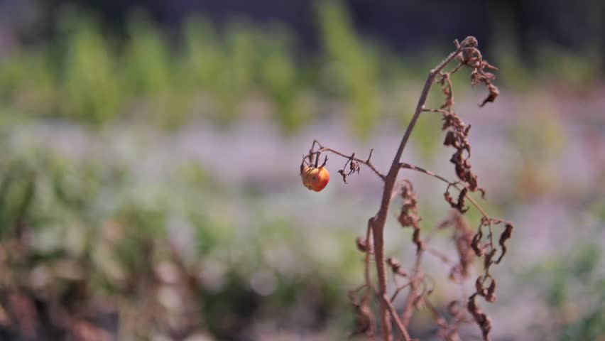 Cinematic 4K footage of tomatoes in a dried, decaying field. The scene highlights the impact of global warming on agriculture, food production, and fragile ecosystems.