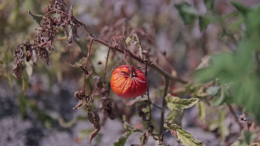 Cinematic 4K footage of tomatoes in a dried, decaying field. The scene highlights the impact of global warming on agriculture, food production, and fragile ecosystems.