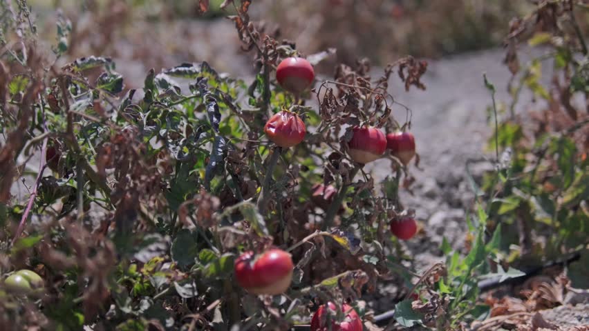 Cinematic 4K footage of tomatoes in a dried, decaying field. The scene highlights the impact of global warming on agriculture, food production, and fragile ecosystems.