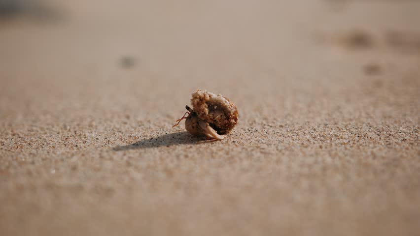 Hermit crab on sandy shoreline, carries protective shell under bright tropical, Thailand