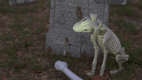 Close-up of a Halloween skeleton dog prop beside a gray tombstone on a grassy lawn. Spooky yard cemetery decoration with bones and autumn leaves. - Powered by Shutterstock - Get 15% off with code: PIKWIZARD15