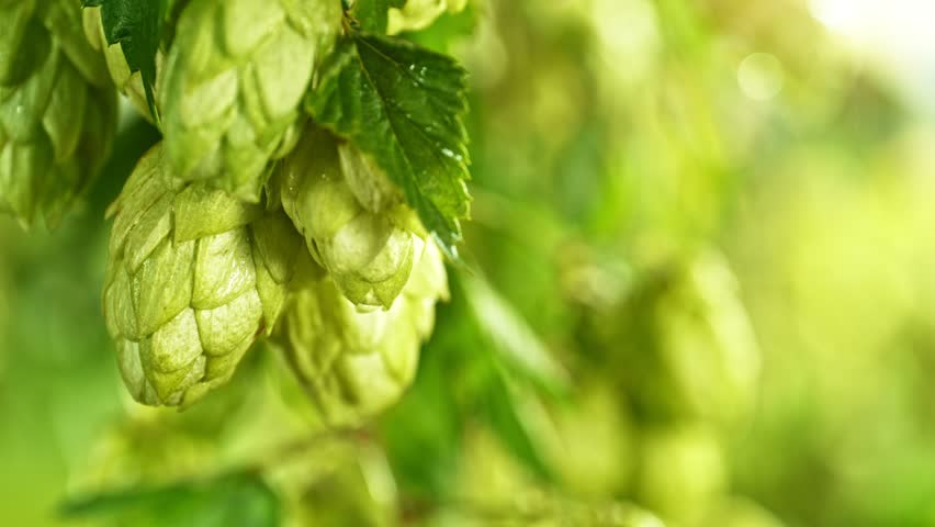Slow Motion Detail of Hops Cones Gently Moving in the Wind. Ready to Crop Concept with Copy Space for Logo or Text Placement. Filmed on High Speed Cinema Camera.