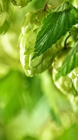Slow Motion Detail of Hops Cones Gently Moving in the Wind. Ready to Crop Concept with Copy Space for Logo or Text Placement. Filmed on High Speed Cinema Camera. Vertical Aspect Ratio.