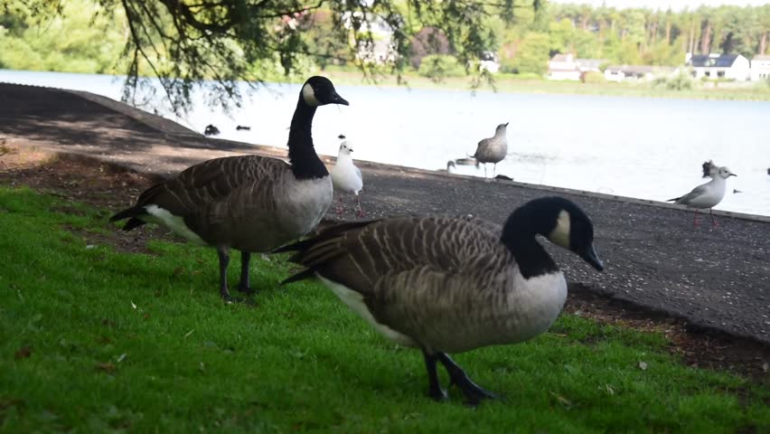 Two Canadian Geese are peacefully eating grass at the side of Linlithgow Loch in Scotland on a late summer day, whilst lots of other birds, the Loch itself and some houses are shown in the background.