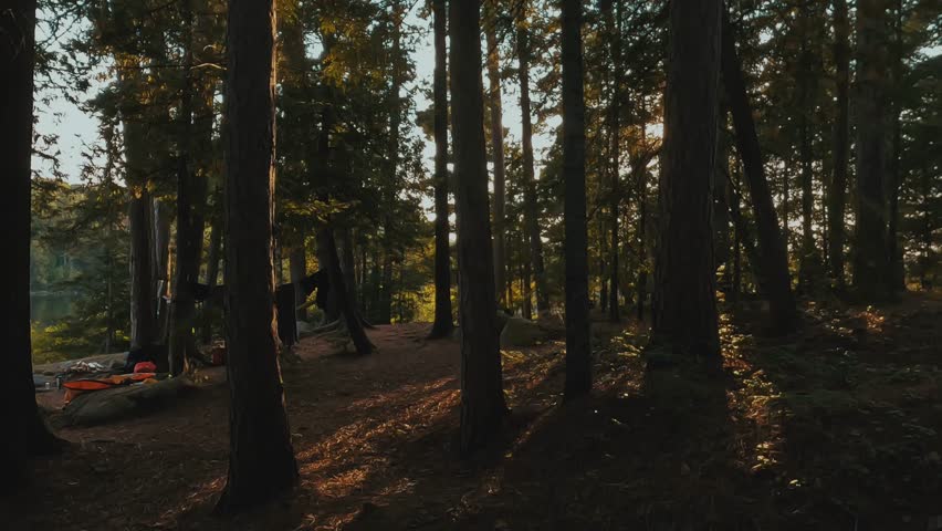 Golden sunlight filtering through tall pine trees at a forest campsite in Algonquin Park, Ontario, casting long shadows across the woodland floor