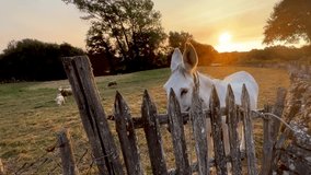 Donkey on the farm with sheep in the background, nature landscape, countryside. - Powered by Shutterstock - Get 15% off with code: PIKWIZARD15
