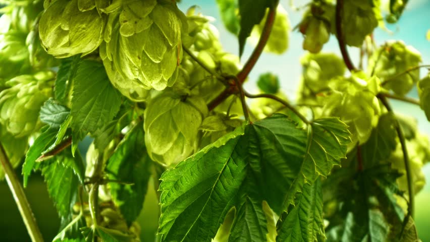Slow Motion Detail of Hops Cones Gently Moving in the Wind. Ready to Crop Concept with Copy Space for Logo or Text Placement. Filmed on High Speed Camera. Camera in Motion.