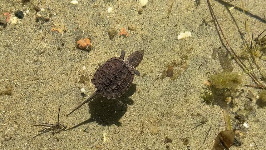 Baby snapping turtle swimming close up