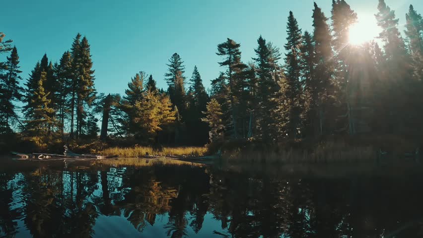 A serene forest lake with tall pine trees reflecting in calm water under a blue sky, sunlight filtering through in Algonquin Park, Ontario, Canada