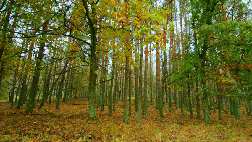 Footage capturing the serene yet poignant beauty of an autumn forest path leading towards Zalissia Village within the Chernobyl Exclusion Zone.