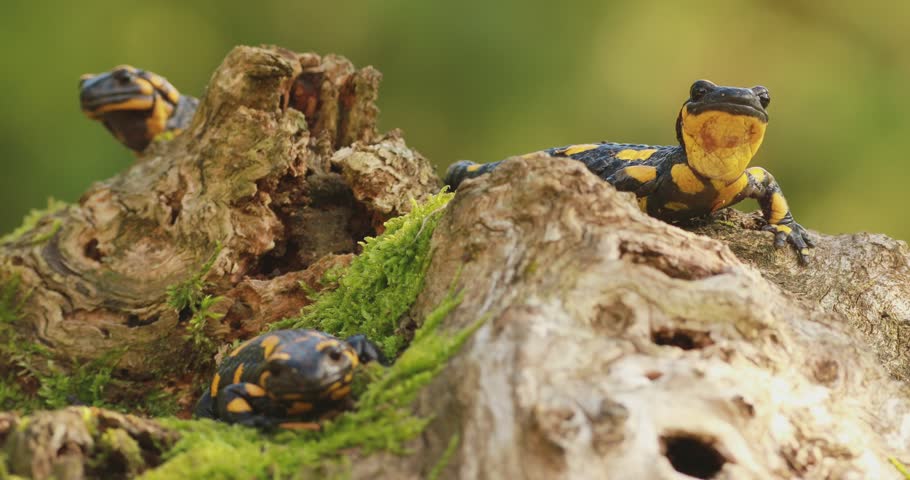 Three fire salamanders (Salamandra salamandra) resting on top of a mossy tree stump on a rainy summer day