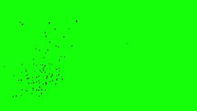 A flock of black birds flying bottom left to up right quickly, a group of pigeons chroma key green screen. Silhouettes of Migrating Birds in motion in the sky. Crows or Swallows. For compositing VFX - Powered by Shutterstock - Get 15% off with code: PIKWIZARD15