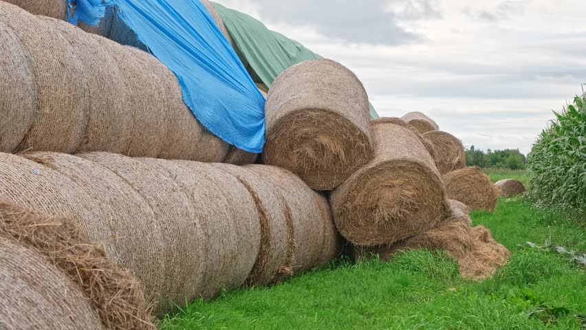 Stack of Hay Bale Rolls Stored on Farming Field Covered with Waterproof Tarp for Protection from Harmful Weather Conditions