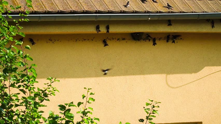 Swallows fly under the roof of a house on a sunny summer day in the Czech