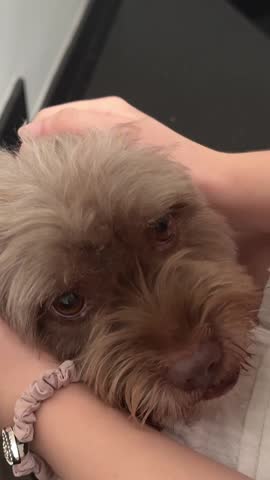 pet an old dog sad disease small dog looking with sickness eyes lying on couch. Close up shot old poodle eye cataract. 