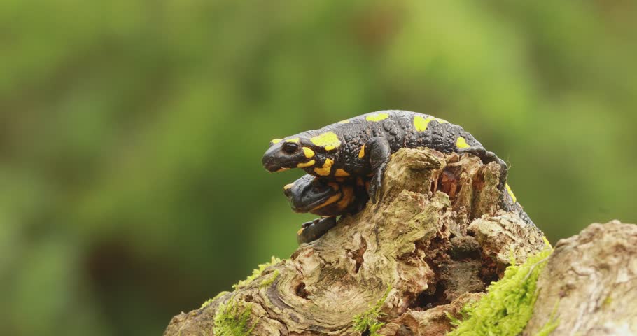 Two fire salamanders (Salamandra salamandra) perched on top of a mossy tree stump on a rainy day