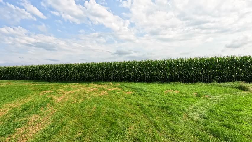 Tasseling Cornfield Beyond Grass, Walking Through Yard Then Turning to Metal Pole Barn Shed