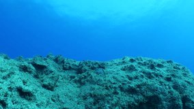 mullets underwater behaviour fotage of ocean fish - Powered by Shutterstock - Get 15% off with code: PIKWIZARD15