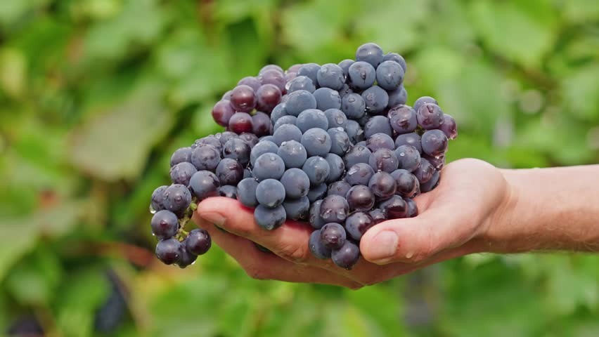 Farmer holding freshly harvested grapes. Hand with a bunch of wine grapes shows fresh harvest, symbolizing organic farming, healthy food and the start of winemaking.
