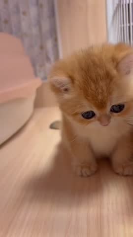 Adorable Golden Kitten with Big Blue Eyes Sitting Indoors