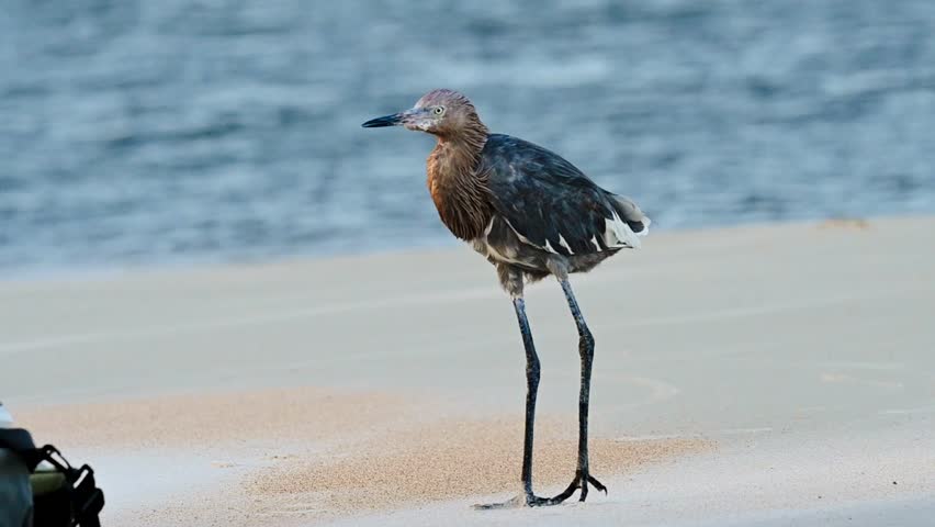Reddish egret on a Florida beach