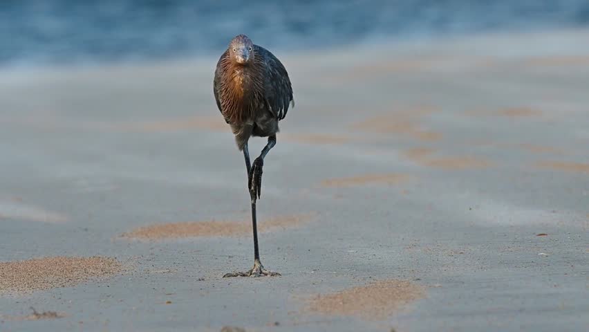 Reddish egret on a Florida beach