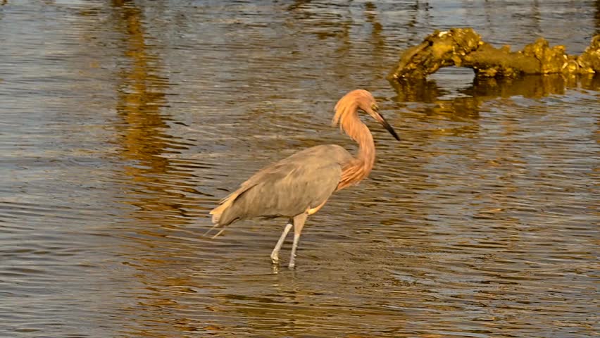 Reddish egret fishing in Florida 