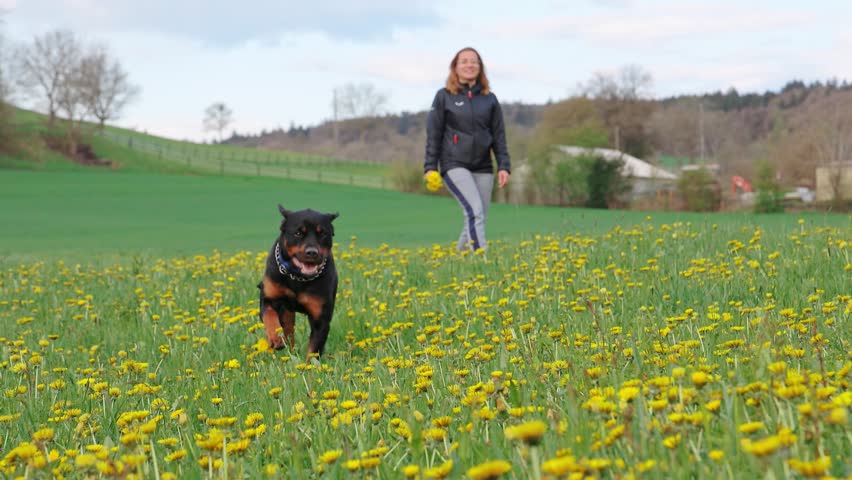 Dog Rottweiler runs along meadow with dandelions against the background of its female owner