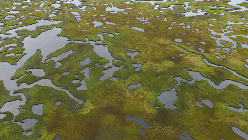 Sinuous channels meander through a beautiful salt marsh on Cape Cod, Massachusetts. These natural carbon sinks are sheltered nurseries for wildlife and act as a buffer against storms and waves.