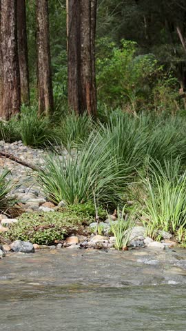 Clear stream flows past rocks, tall grass, and trees in lush Australian forest setting