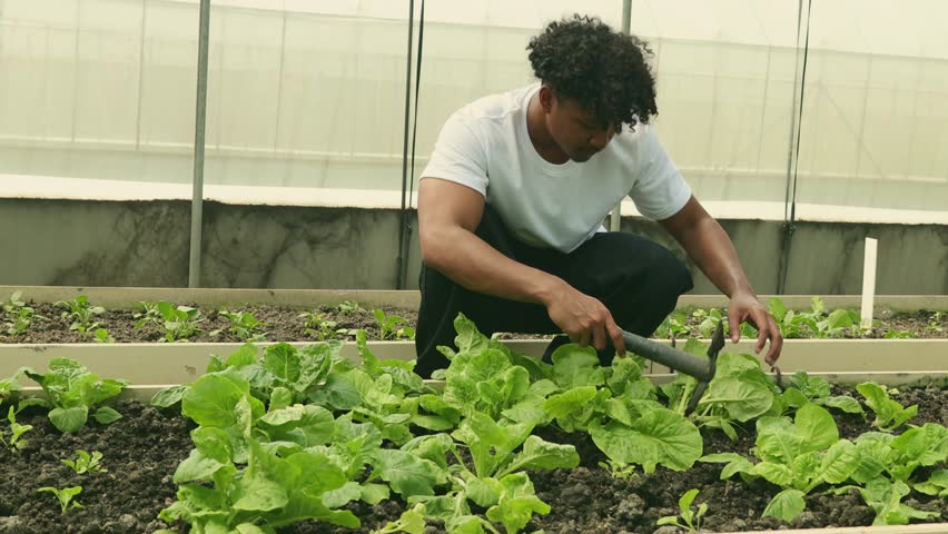 Multiethnic male student are learning about planting crops and using tools till the soil grow vegetables garden growing into bushes and studying vegetables greenhouse study vegetable plots in school.

