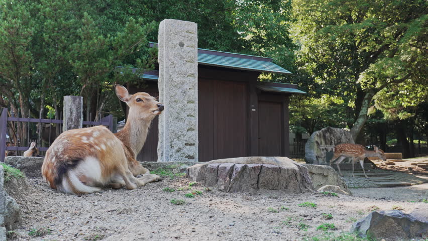 Deer in Nara Park Japan