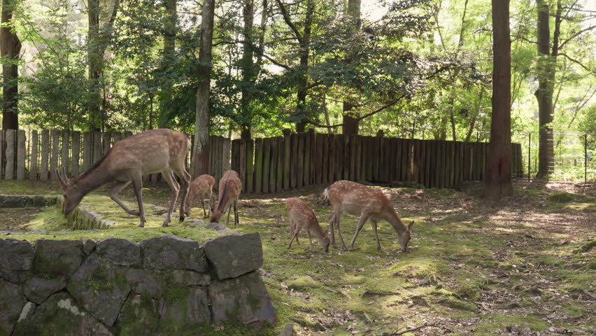 Deer in Nara Park Japan