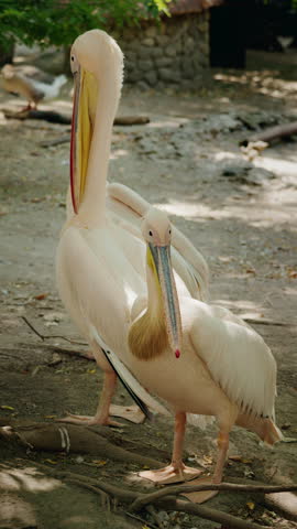 Two great white pelicans standing on the ground in natural environment. High quality 4k footage