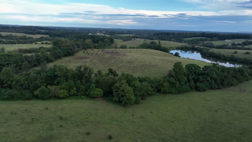 Grazing cows on hilly landscape near lake in America. Cloudy summer day in USA. Aerial wide shot. Peaceful nature of America