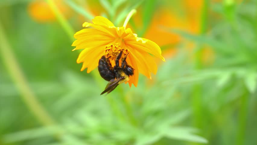 Yellow cosmos flowers and a cluster of carpenter bees