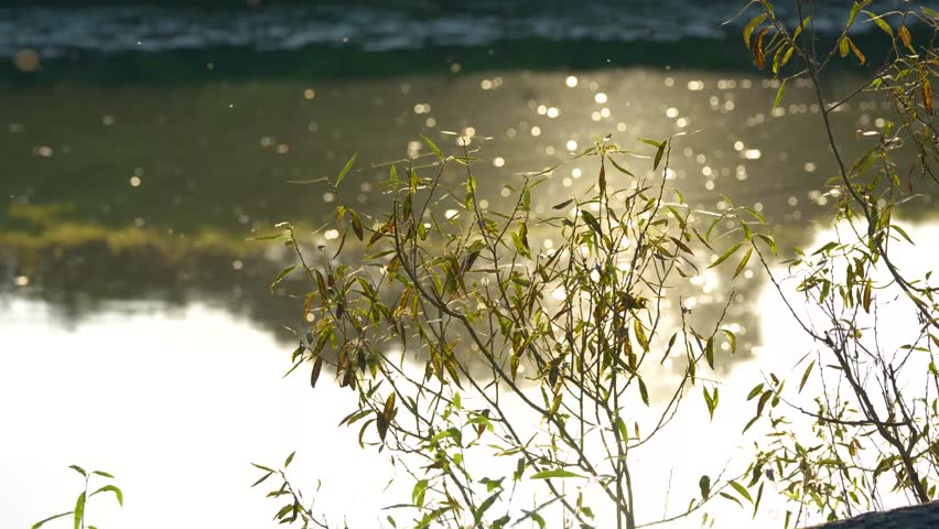 Sunset. A river, a beautiful light. Flies over water