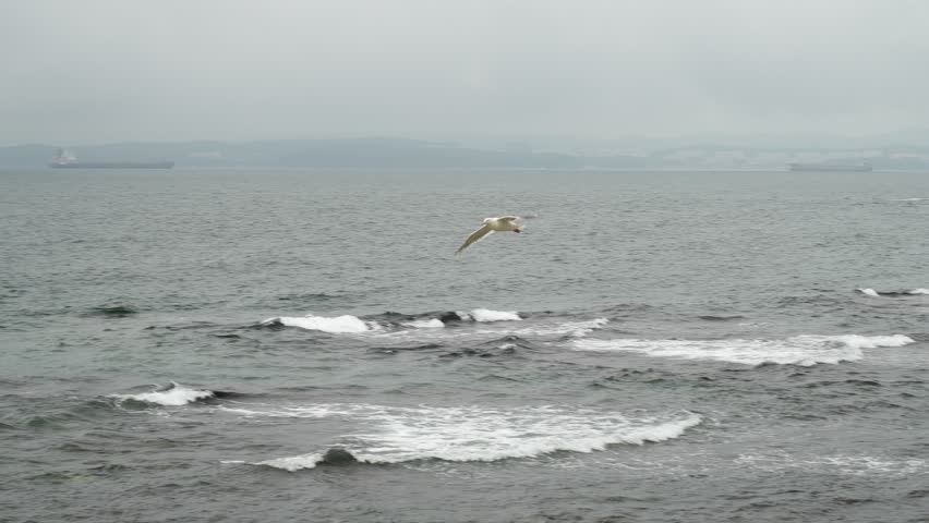 Seagull flies over the sea. Fish hunting