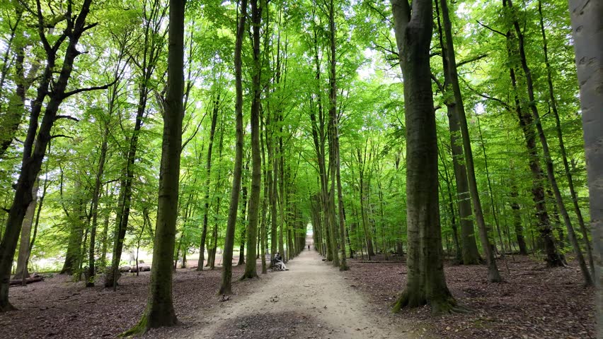 Wide forest pathway lined with tall green trees forming natural canopy corridor in daylight
