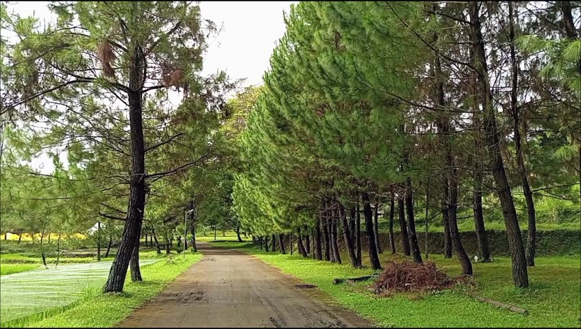 Pine Forest Pathway with Green Trees – Peaceful Nature Landscape and Tranquil Outdoor Scenery
