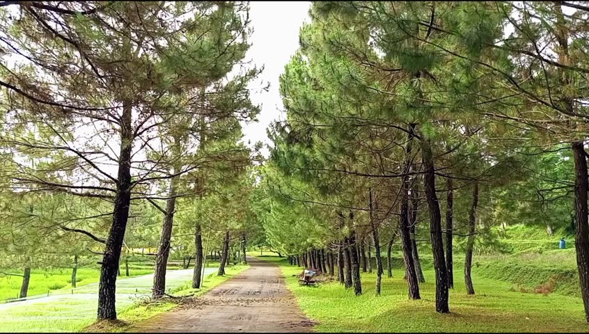 Pine Forest Pathway with Green Trees – Peaceful Nature Landscape and Tranquil Outdoor Scenery