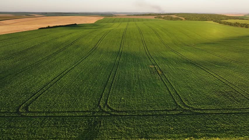 Harvesting a wheat field on a beautiful landscape in Ukraine stock video