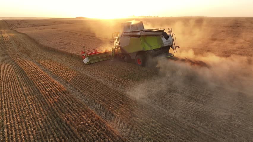 Illuminated by sunset. Agricultural machine harvesting wheat.