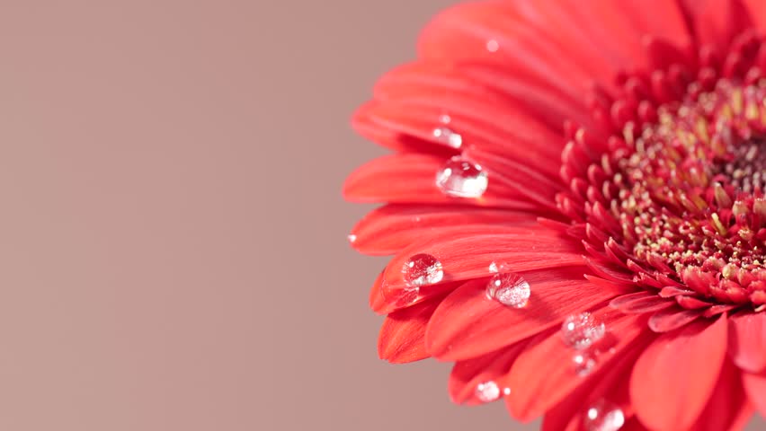Slow motion of big water drops falling on coral or red gerbera daisy. Freshness, nature and floral beauty in macro view. Copy space