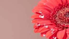 Slow motion of big water drops falling on coral or red gerbera daisy. Freshness, nature and floral beauty in macro view. Copy space - Powered by Shutterstock - Get 15% off with code: PIKWIZARD15