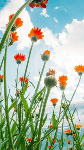 Slider shot Orange Flowers Of Calendula Officinalis. Medicinal Plant. Sunshine direct in camera. Agricultural Landscape. Summer Sky Above Calendula plants. Agricultural Concept Slider motion. Bottom