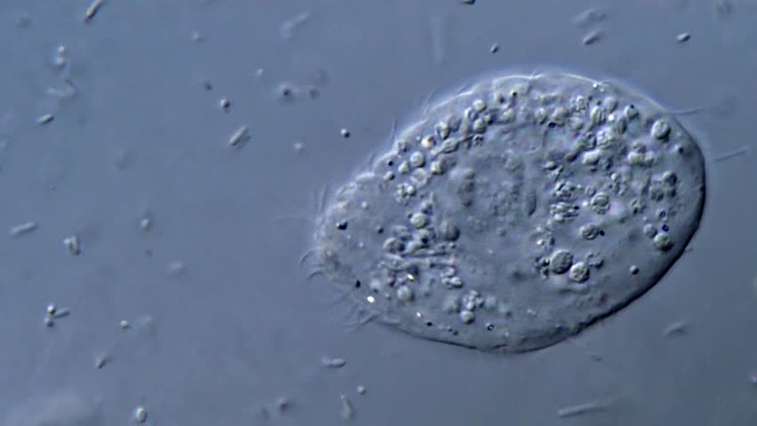 Ciliophora under microscope view, 4K Video 