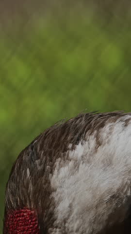 close-up view of crane showcasing its intricate feather patterns and vibrant colors. slow motion footage,