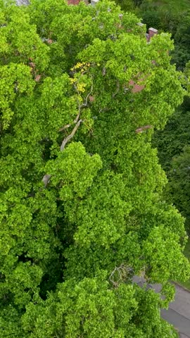 Vertical cinematic aerial reveal of Hertford Castle, starting from a tree-lined view and moving right, back, revealing turrets and flag, in Hertfordshire, England.